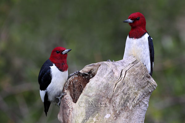 Red-headed Woodpecker © Russ Chantler